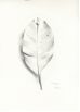 leaf-2 '06.jpg