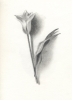 tulip '03.jpg
